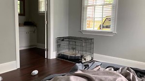 19K views · 214 reactions | How to get a 9 week old puppy to stop...