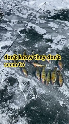 How to catch Yellow Perch? #viralvideo #icefishing