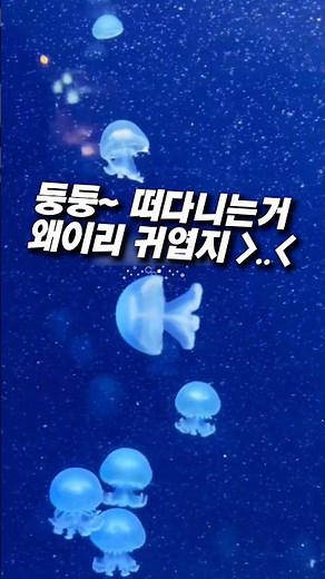집에서 키우는 귀여운 애완 해파리✨ #꿀템 #쿠팡템 #애완 #해파리