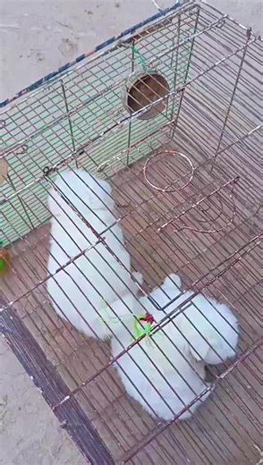 so cute and so beautiful Russian puppies dogs lover for you page