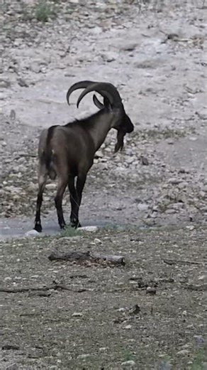 Hybrid Ibex out and about