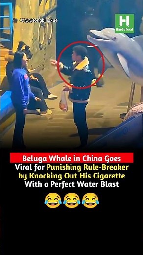 Beluga Whale Goes Viral for Extinguishing Man’s Cigarette With Water After He Breaks No-Smoking Rule