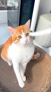La edad real de los gatos comparada con la vida humana 🐾 Muchos dueños no saben que los gatos envejecen mucho más rápido que nosotros. Conoce en este video cuántos años humanos tiene tu gato realmente y aprende cómo cuidar mejor su salud y bienestar. Si amas a los gatos y quieres entender mejor su etapa de vida, este video es para ti ❤️ Escribe la edad de tu gato en comentarios y te digo cuántos años tendría en humano 👇 #Gatos #EdadDeLosGatos #VidaFelina #AmantesDeLosGatos #feblifestyle #gatos