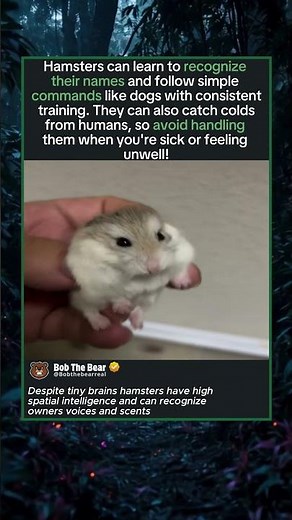 Hamsters Can Learn Their Names Like Dogs