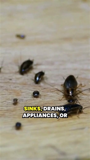 What Are Signs of a Cockroach Infestation?