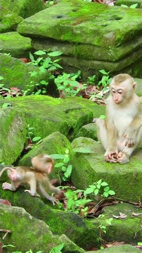 Jacee with baby Alfie #cute #monkey #babymonkey