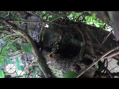 Blackbird chicks leaving nest