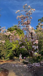 The first sign of spring in San Francisco is officially here and magnolia season is in full bloom 🌸 If you’re visiting (or local), this is one of my favorite ways to welcome spring. Quiet paths, magnolias at peak, and the kind of calm that makes you want to slow down. 📍 San Francisco Botanical Garden @sfbotanicalgarden Video taken on 2/2/2026 🌸 Best time to visit Early morning for fewer crowds and soft light 🕘 Hours Open daily Closes at 4 pm (last entry at 3 pm) 🎟️ Admission Free before 9 a