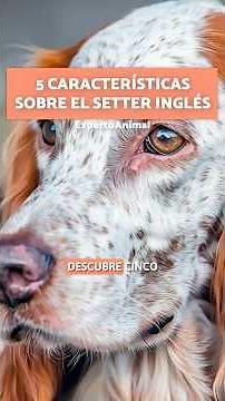 5 CHARACTERISTICS about the ENGLISH SETTER 💫