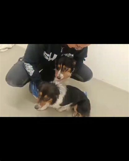 Tierheim Kaiserslautern on Instagram: "Die hübschen Border-Collies Mathilda, Bernadette, Yara und Abby stammen aus einer großen Beschlagnahmung. Insgesamt 17 Hunde wurden von der Behörde weggenommen, die nun in verschiedenen Tierheimen tierärztlich betreut sowie liebevoll umsorgt und gepflegt werden. Die Hunde wurden inzwischen zur Vermittlung freigegeben und machen sich nun auf die Suche nach einem verantwortungsvollen Zuhause, das ihren Bedürfnissen gerecht wird. In ihrem bisherigen Leben durf