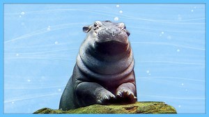 Happy National Hippo Day! We're celebrating with the world-famous Fiona hippo
