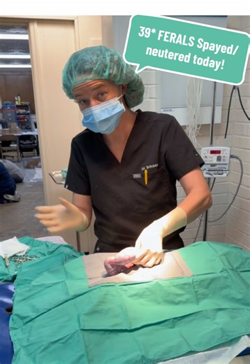 The Importance of Spaying Pregnant Feral Cats