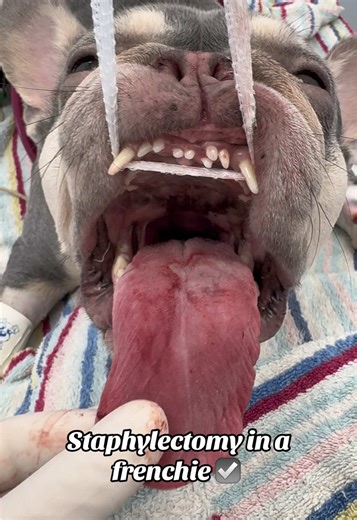 Understanding Staphylectomy for Dogs