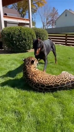 Doberman Protects the House Against a Ferocious Leopard Attack!#Doberman #LeopardDefense