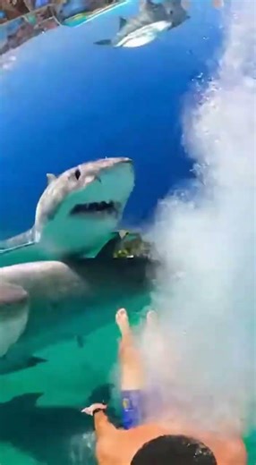 Waterslide into pool full of giant fish #funny #memes