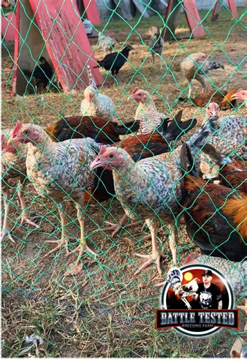 Only Signature lines this season! #gamefowlbreeders #breeder #breeder #gallosfinos