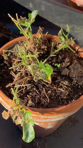 Overwintering geraniums #gardening #garden #plants #gardeningtips #gardentips #homegardening