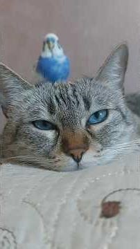 Cute Cat with a Bird Best Friend 🐱🕊️