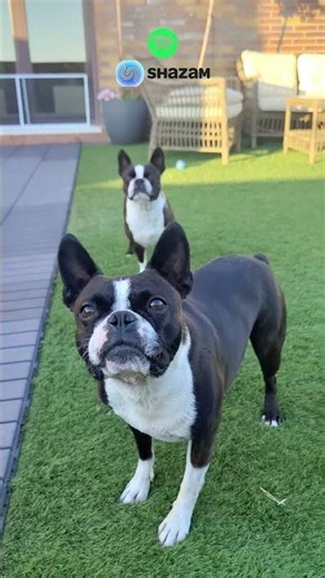 Peanuts & Aliens🎶🐶 Boston Terrier Version🐾