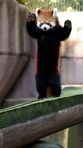 Red Panda’s “Surrender” Pose Is Too Cute