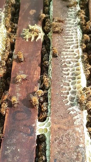 Worker bees are working in the hive.