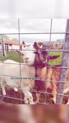 Why Goats Are the Internet's Favorite Animals