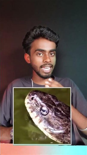 Snake vs Legless Lizard 🐍 | Can You Tell the Difference?