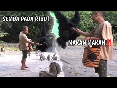 BAYI YANG DISUAP MALAH INDUKNYA YANG MAKAN...
