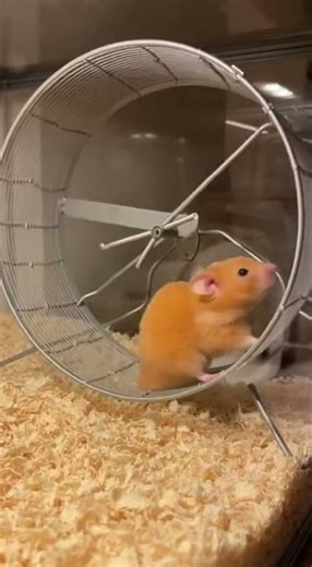Tiny Screaming Rocket:Emergency Takeoff 😂 #hamster #fail #shorts