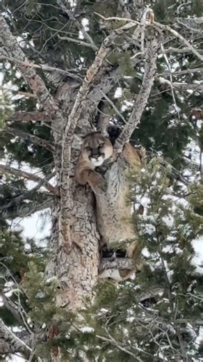 SNOWY MOUNTAIN LION HUNT! #dogs #hounds #houndhunting #hounddogs #coonhound #lion #puma #walker #cat