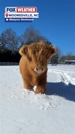TRUDGING THROUGH 🐮: A highland cow named Tux trekked through the snow on Sunday in Mooresville, North Carolina, as the town recorded 11 inches of snow in the last 48 hours. #northcarolina #cows #animals #snow #winter #FoxWeather | FOX Weather