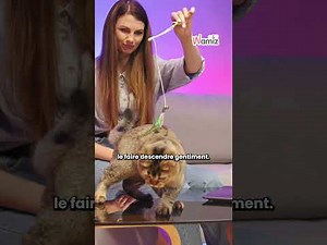 Pourquoi ton chat monte sur les tables et les comptoirs ? #chat #cat #animaux