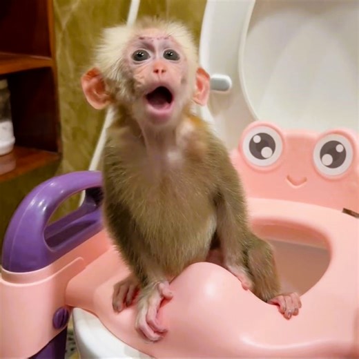 20K views · 530 reactions | Daddy show baby monkey Kyo how to go the toilet cleanly | Family Monkey Vola | Facebook