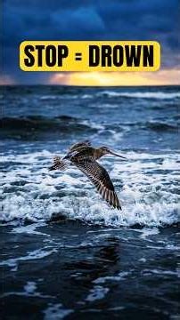 If this bird stops flying, it drowns. #godwit #shorts