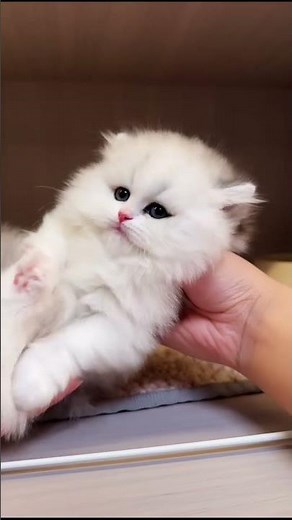 Tiny Kittens in a Cattery 🐾 White Fluffy Kitten, Tabby Kittens & Playful Cat Room Moments