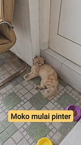 8.4K views · 511 reactions | Moko mulai pinter #cat #dog #trending #viral #reels #sorotan #semuaorang | Chiko Hachiko | Facebook