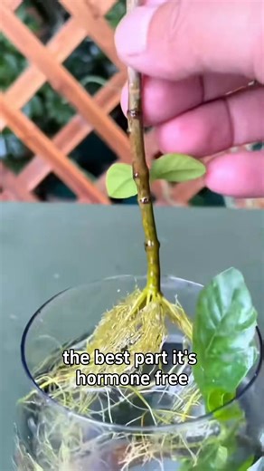 Very Effective liquid root growth stimulator #gardening #garden #plantroots #propagation #plants #planting #gardeningtips | Sam Green | Facebook