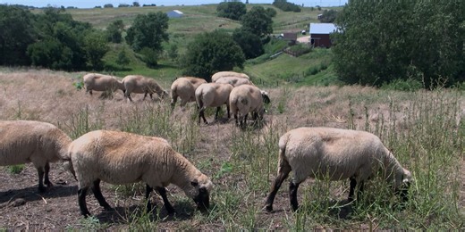 South Dakota State Fair to host National Rambouillet Sheep Show and Sale