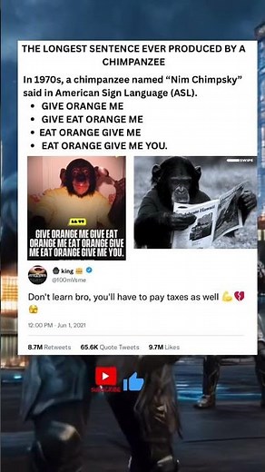 Chimp’s Longest Sentence Ever! #ChimpSentence #AnimalLanguage #funnyanimals #youtubeshorts #viral