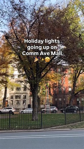 Cue the holiday decor in Boston...✨Boston Common Tree and Comm Ave Mall lighting takes place on Dec 4! Mark your calendars! #mybostonuncovered #localnews | Boston Uncovered