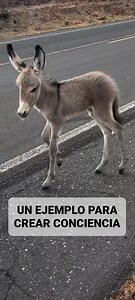 271K views · 14K reactions | UN EJEMPLO PARA CREAR CONCIENCIA En las...