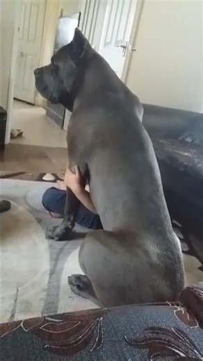 Why Cane Corso Are The Best GUARD DOGS #canecorso #dog