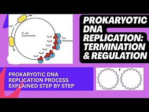 Prokaryotic DNA Replication- Termination and Regulation Explained