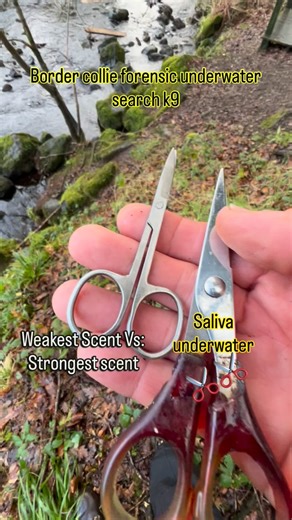 BMBC k9 (Saul) | Trained to find weakest scent not the strongest scent, which is of paramount importance in his future training to become a detection k9 in... | Instagram