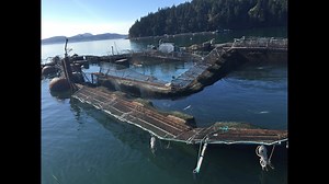 Fish farm owner backs off eclipse cause for Atlantic salmon spill