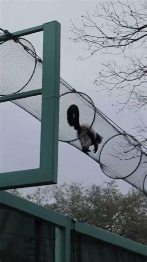 Lemur Run!!! #sanantoniozoo #oscarsodyssey