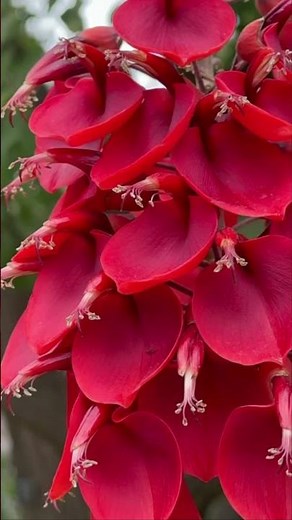 Erythrina crista-galli, Coral Tree…Such special and beautiful flowers…