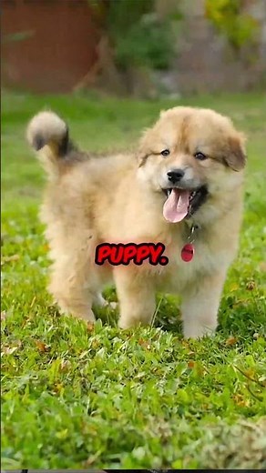 Don't Do This When Your Puppy Whines