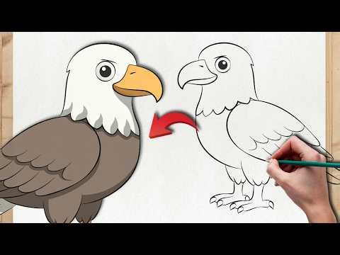 How to Draw a Bald Eagle - Easy Step by Step Tutorial 🦅