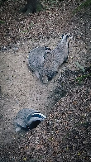 Tuomas Heinonen || Finland on Instagram: "WWF:n luontoliven mäyrät vaihtelevat ainakin kahden pesän väliä. Nyt kun mäyrä perhe on toisaalla, kävimme vaihtamassa #luontolive kameran kuvaamaan sitä pesäluolaston suuaukkoa, mitä mäyräperhe on kesän aikana käyttänyt eniten. Nyt toiveikkaana odotellaan heitä takaisin tälle pesälle, jotta päästään seuraamaan livestä mäyräelämää! #yleluonto #all_animals_addiction #earthfocus #nb_nature_brilliance #picoftheday #wildlife_vision #wildlife_supreme #bestnat